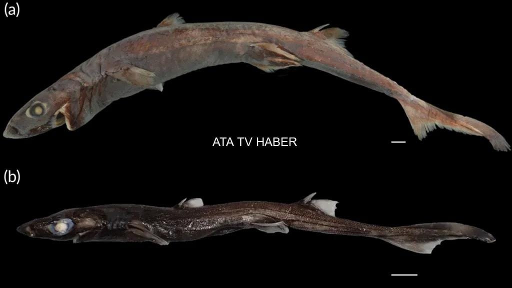 Batı Avustralya'nın Keşfedilmemiş Derinlikleri: Yeni Türler Ortaya Çıkıyor