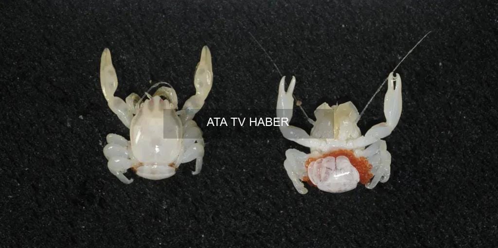 Batı Avustralya'nın Keşfedilmemiş Derinlikleri: Yeni Türler Ortaya Çıkıyor