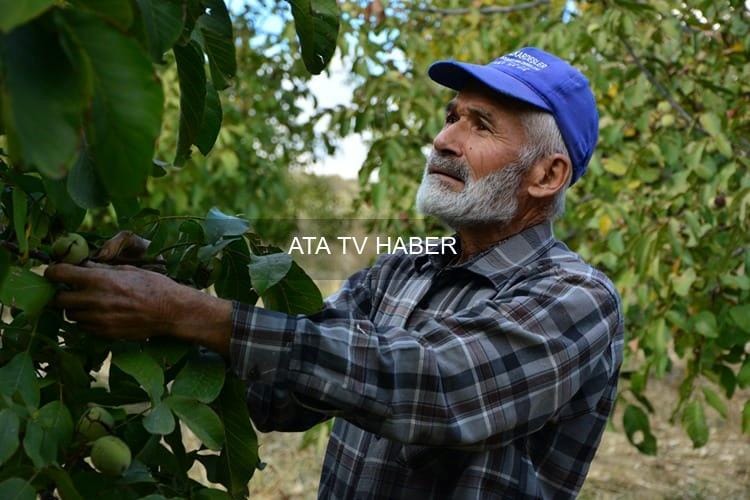 Ekim Ayı Ortasında Hasat Başlıyor