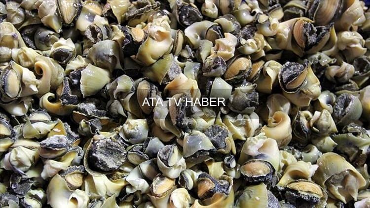 DKİB'den Deniz Salyangozu İhracatı