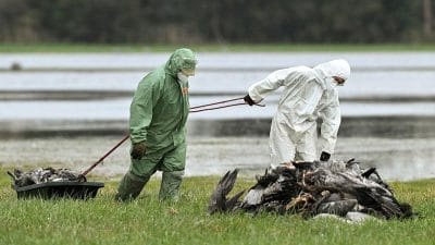Friedrich Loeffler Enstitüsü’nün (FLI) verilerine göre, Eylül ayı başından bu