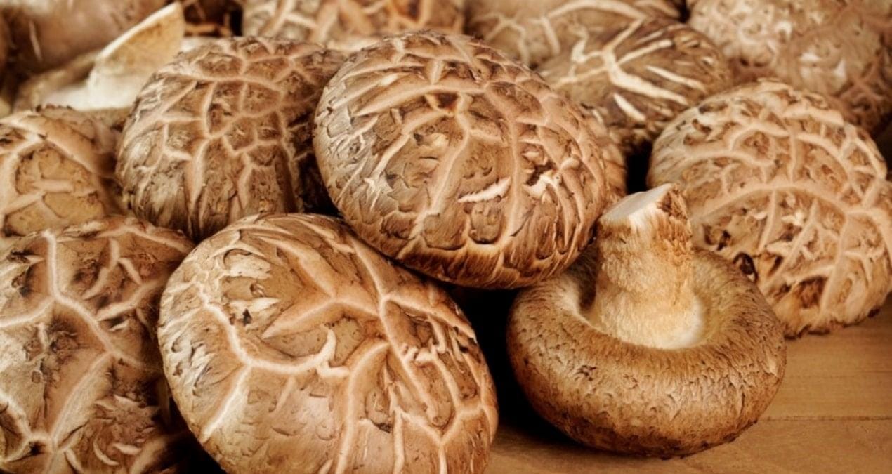 shiitake-miselleriyle-mantar-bilgisayar-Zn8MhOPb.jpg
