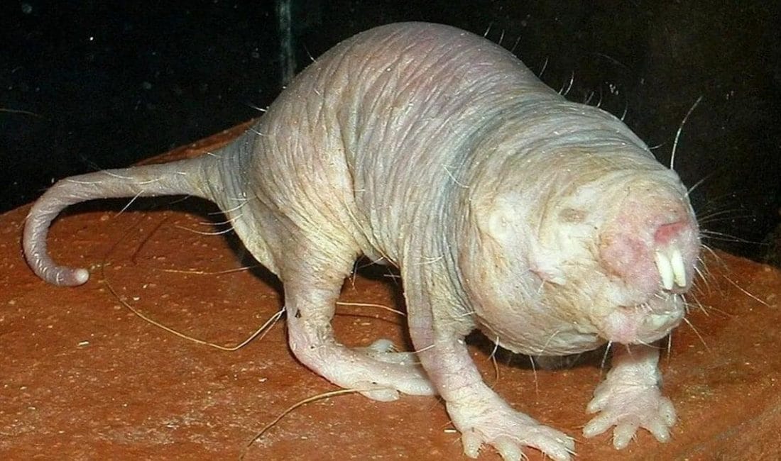 Çıplak Köstebek Farelerinin Uzun Yaşam Sırrı Bilim Dünyasında İlgi Uyandırdı