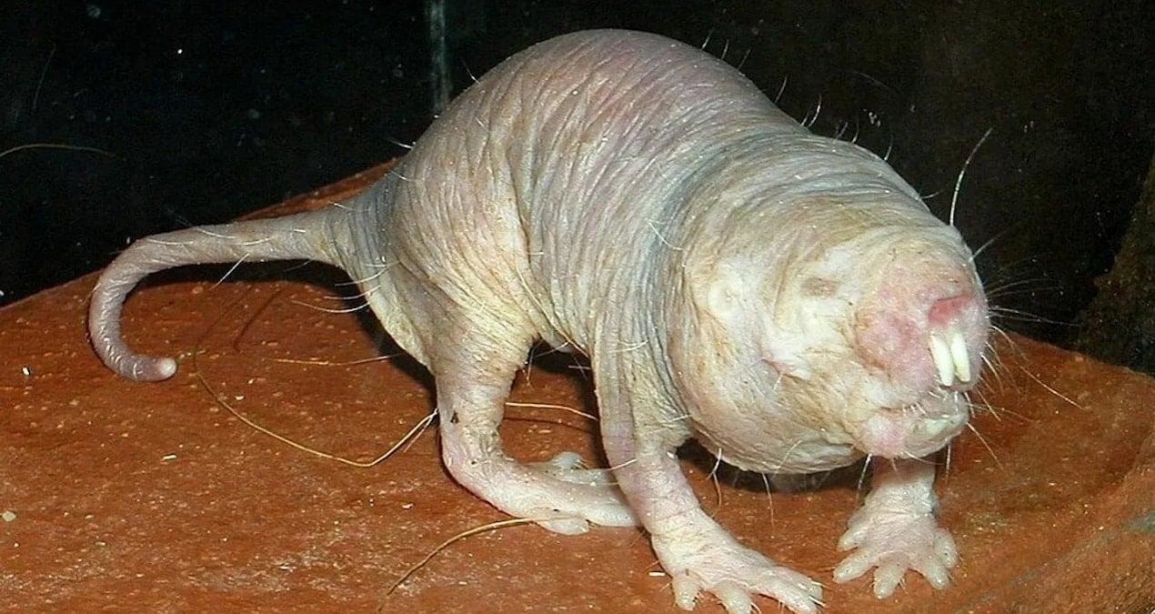 Çıplak Köstebek Farelerinin Uzun Yaşam Sırrı Bilim Dünyasında İlgi Uyandırdı