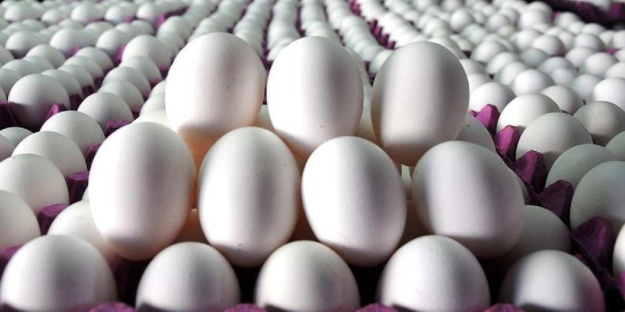 TÜİK 2025 Ağustos Kümes Hayvancılığı İstatistikleri Açıklandı Türkiye İstatistik Kurumu