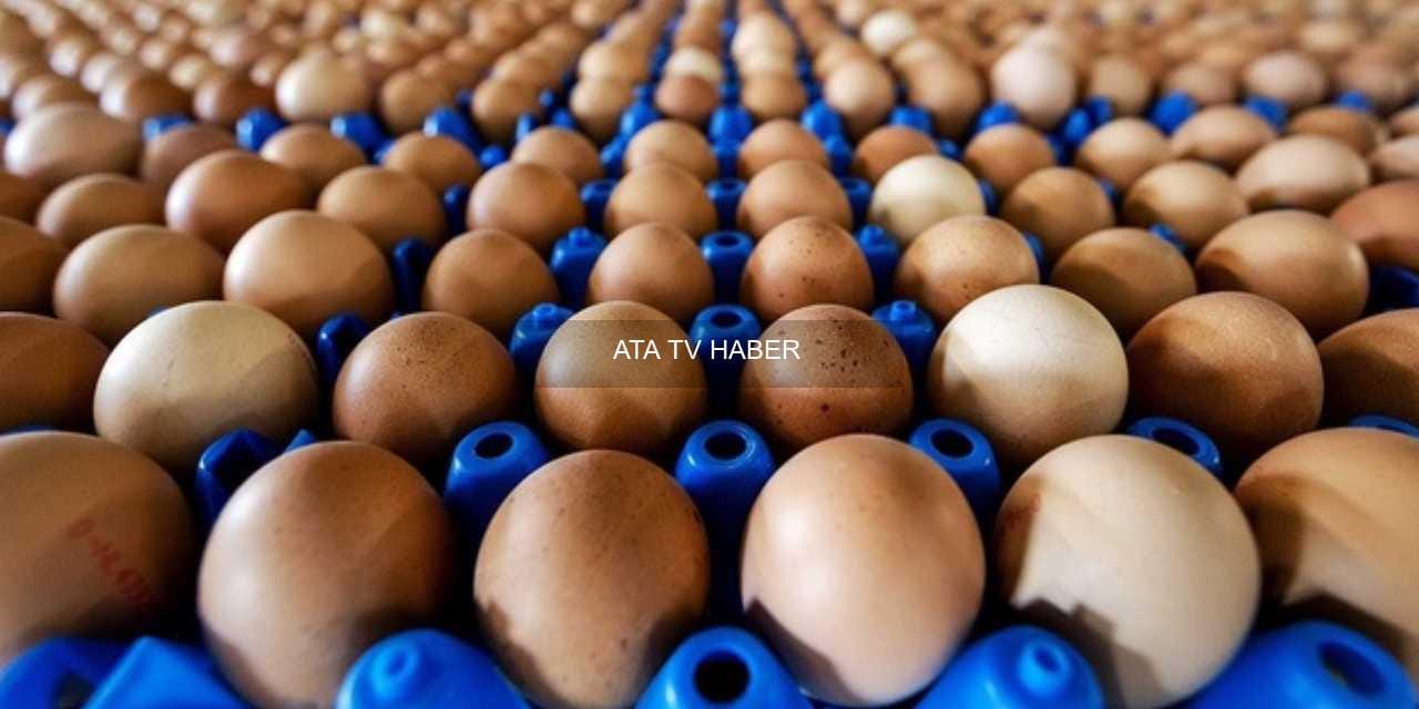TÜİK Verilerinde Eylül Enflasyonu ve Yumurta Fiyatları