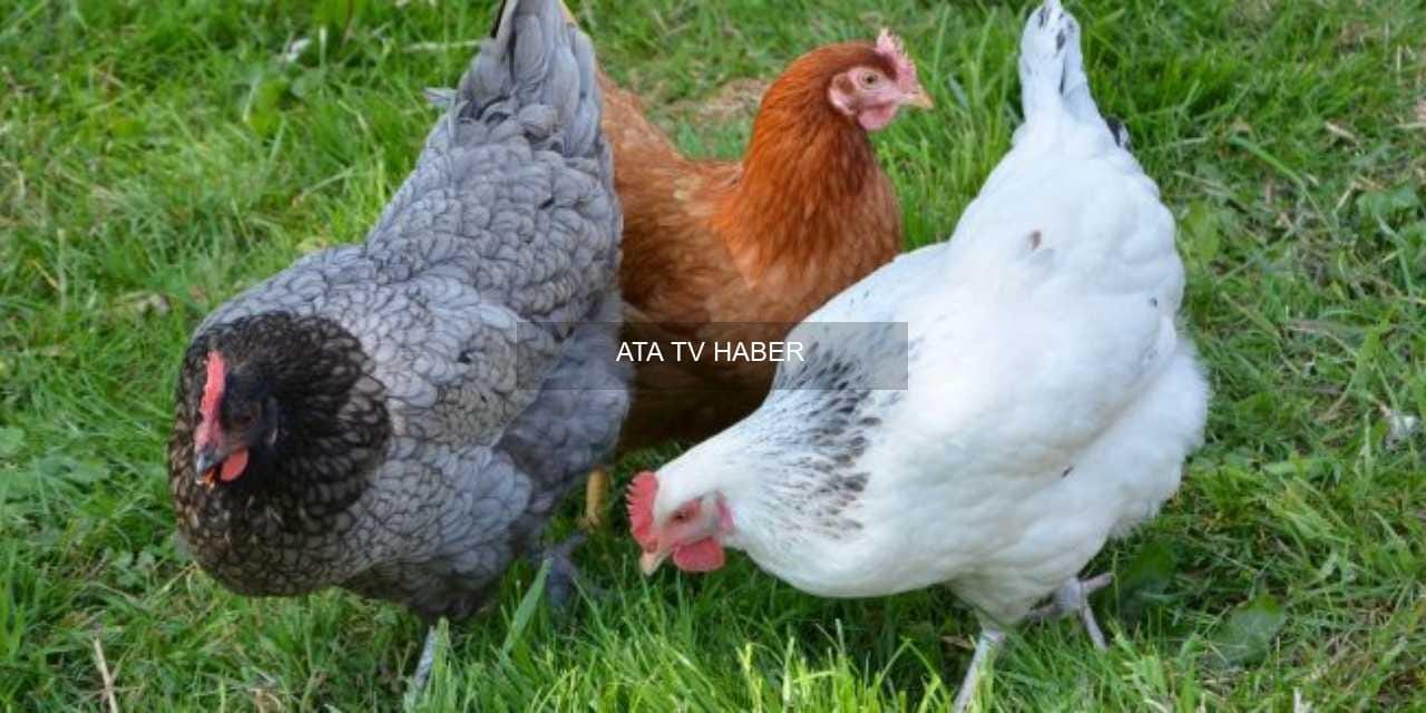 Yumurta Fiyatlarında Belirgin Artış