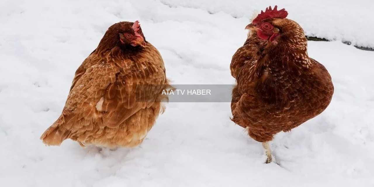 Yumurta Fiyatlarında Belirgin Artış