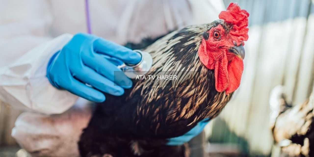 Kuş Gribi Endişesi ve Arz Riski