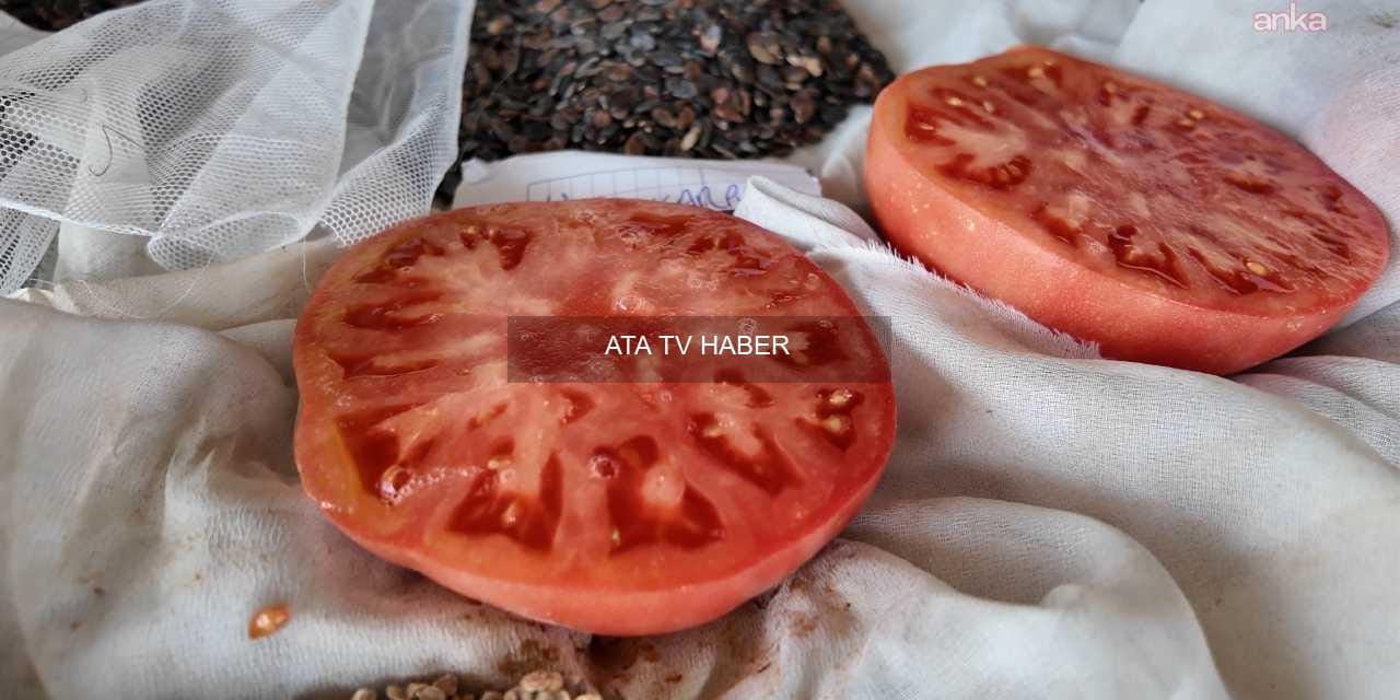 Topladığı tohumları ücretsiz dağıtacak