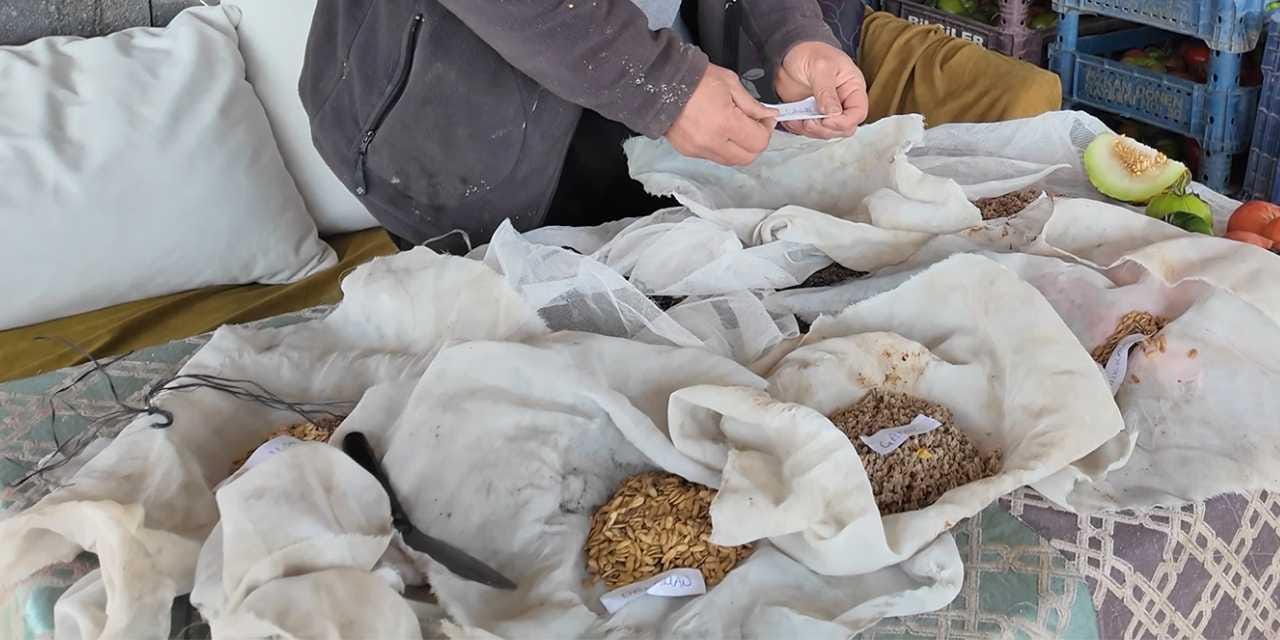 Yozgatlı ziraat mühendisi Ata tohumlarını çoğaltıyor, 10 ilde ücretsiz dağıtacak