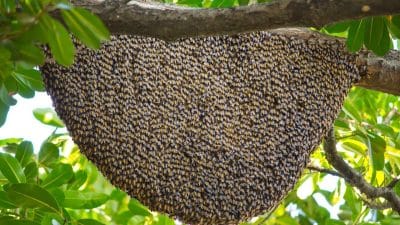 Bingöl’de Organik Arıcılıkta Yeni Adım: 435 Hibelı Kovan Dağıtımı ve