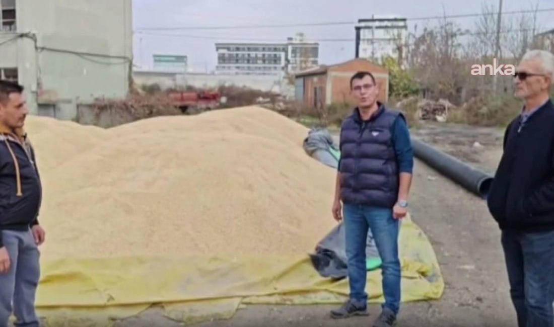 Edirne’de Çeltik Üreticileri TMO Fiyat Bekleyişinde: CHP’den Tepki CHP Edirne