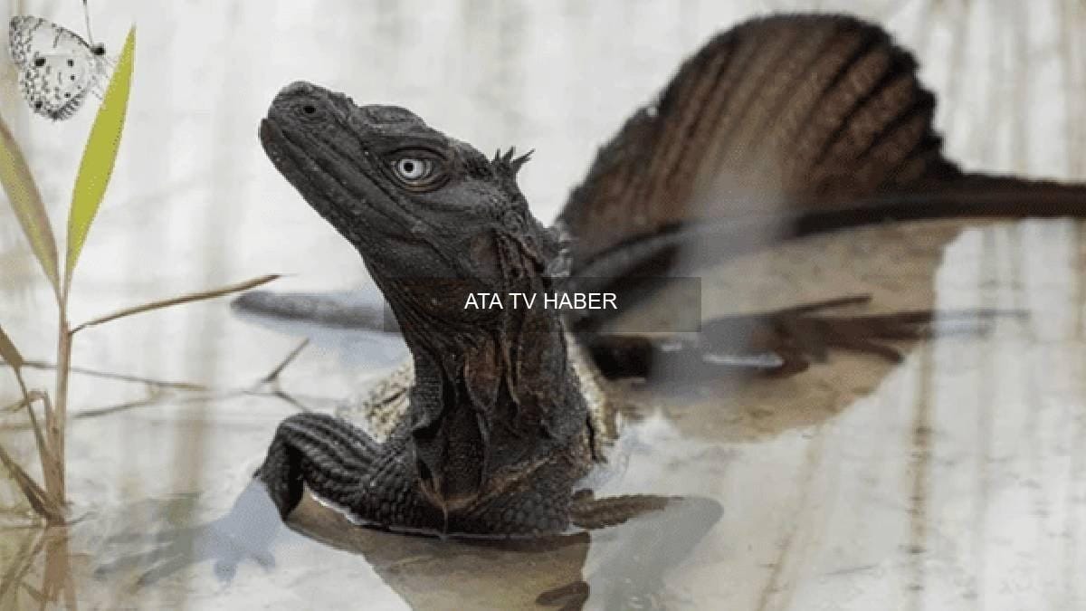 Yelkenli Kertenkeleler: Hidrosaurus Cinsi ve Koruma Tehditleri