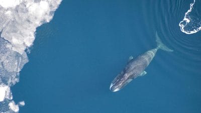Dünya üzerindeki en uzun ömürlü memelilerden biri olan Grönland balinaları,