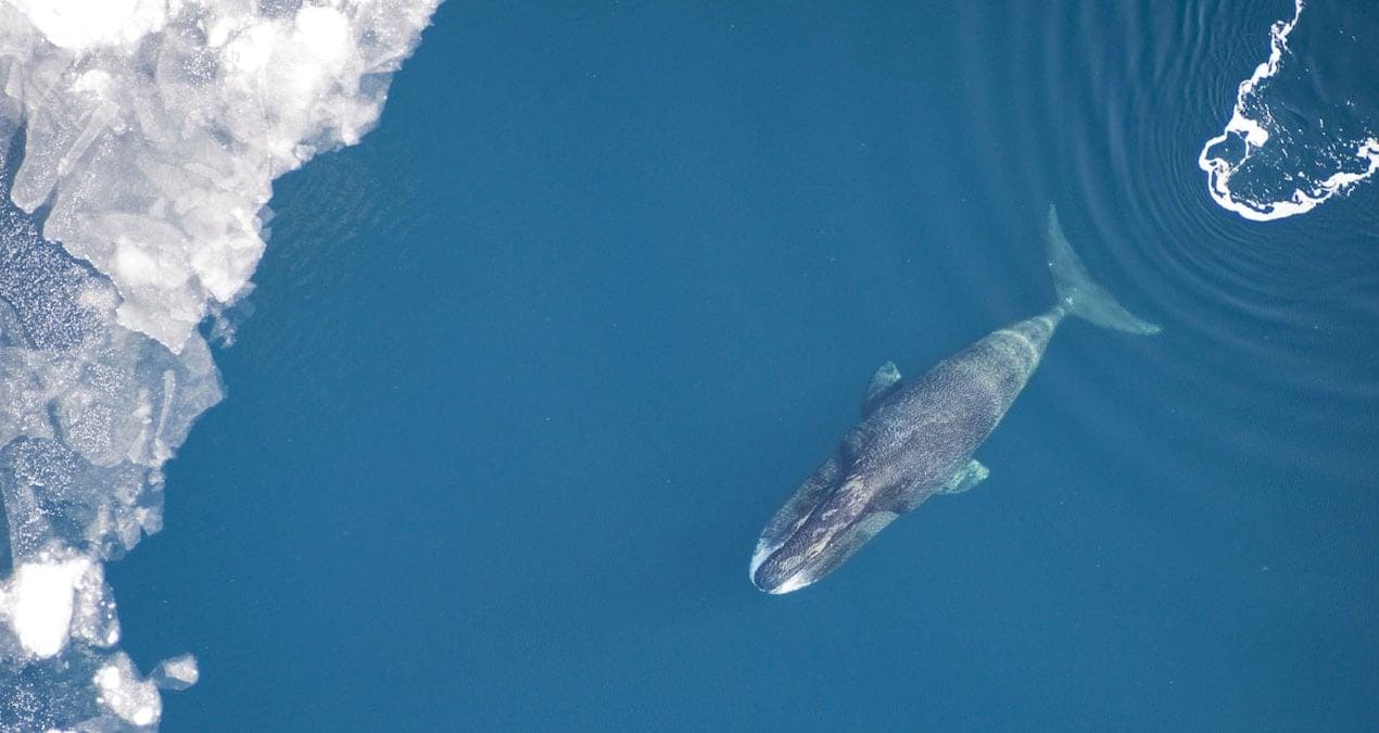 Dünya üzerindeki en uzun ömürlü memelilerden biri olan Grönland balinaları,