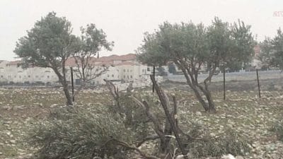 Ramallah Batı’sında Askeri Karar: Binlerce Zeytin Ağacı Tehlikede İsrail makamları,