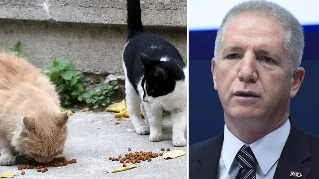 İstanbul Valisi Davut Gül: Sokak Hayvanlarına İlişkin Açıklamalar ve Barınak