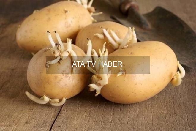 Kasımda Patates Depolama Uyarısı: Yeşerme ve Solanin Riski Artıyor