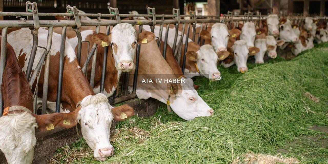 Kırmızı Et Piyasasında Son Durum ve Fiyat Artışları