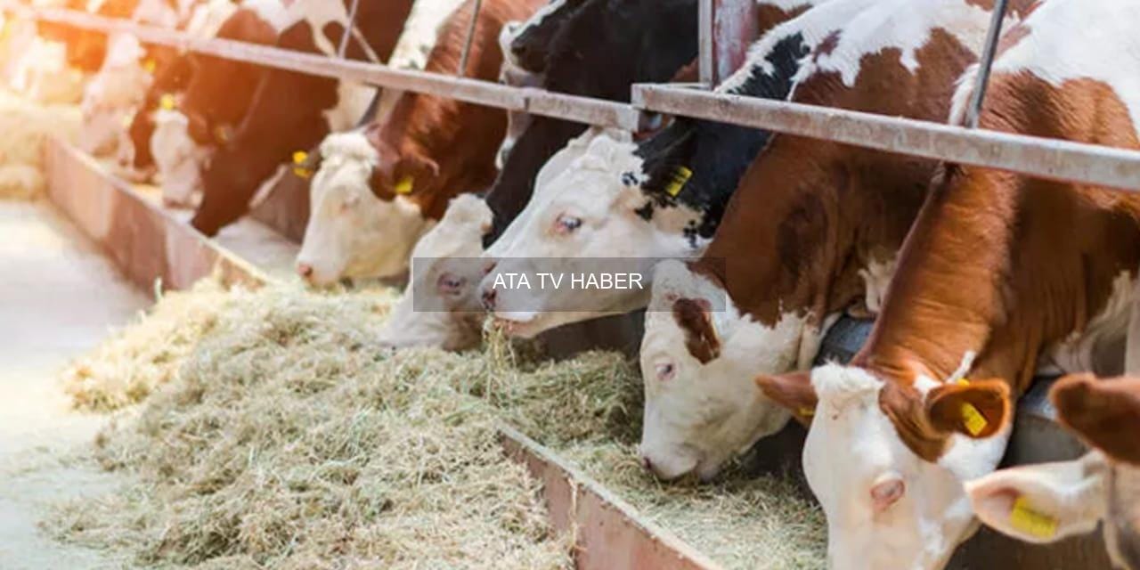 İddialar, İthalat ve Kurum Açıklamaları