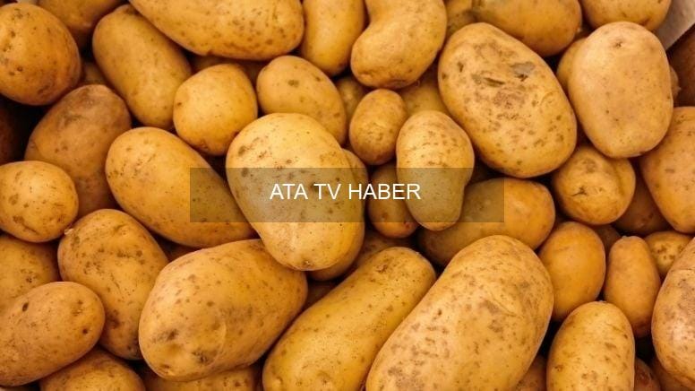 İrlanda Patates Kıtlığı: Genetik Tekdüzelik ve 19. Yüzyıl Felaketi