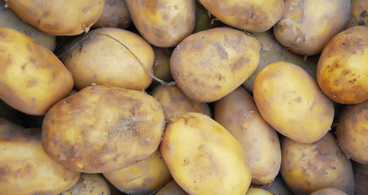 patates-1-milyon-kisinin-olumune-nasil-neden-oldu-5M8fDOlb.jpg