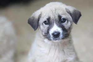 Belediyelerin sokak hayvanları için yeterli altyapı ve kaynak ayırmadığı Sayıştay