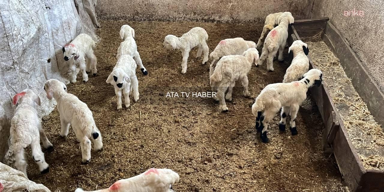 Atanamayınca Besicilik Yapan Öğretmen: ‘Her Gün Biraz Daha Zarar Ediyoruz’