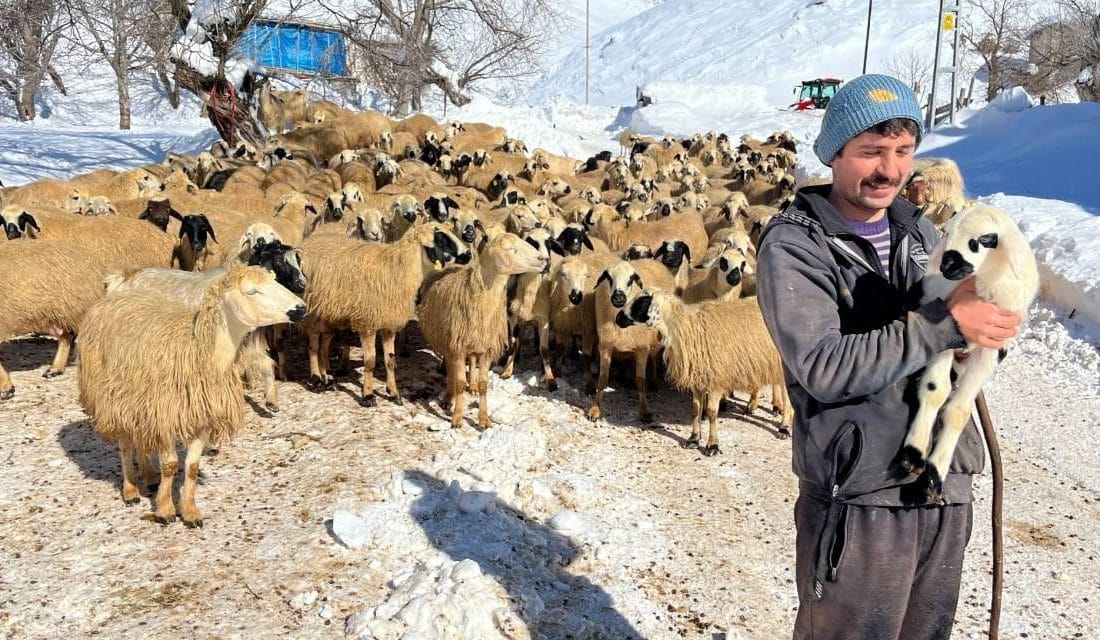Atanamayınca Besicilik Yapan Öğretmen: ‘Her Gün Biraz Daha Zarar Ediyoruz’