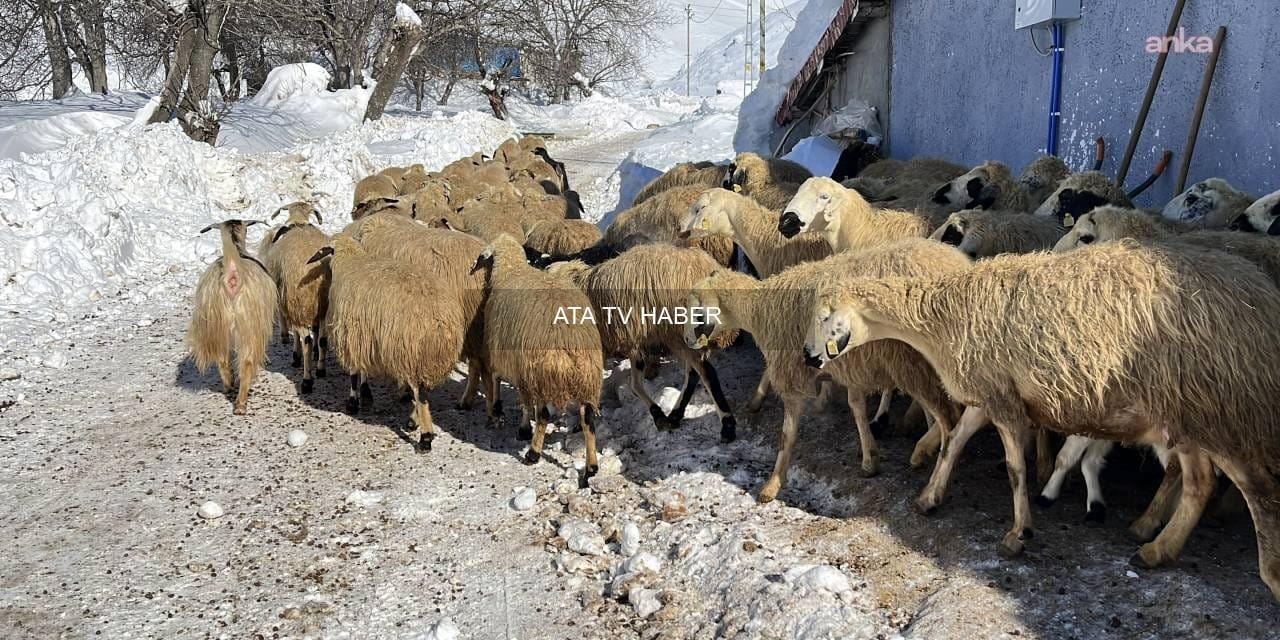 Atanamayınca Besicilik Yapan Öğretmen: ‘Her Gün Biraz Daha Zarar Ediyoruz’