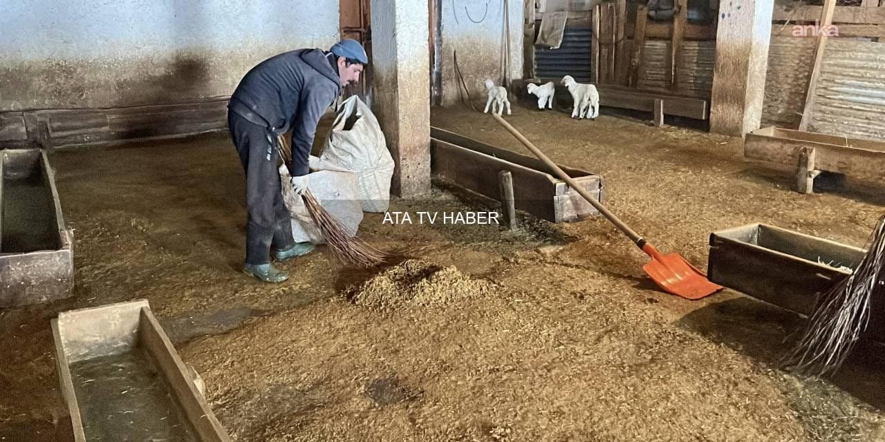 Atanamayınca Besicilik Yapan Öğretmen: ‘Her Gün Biraz Daha Zarar Ediyoruz’