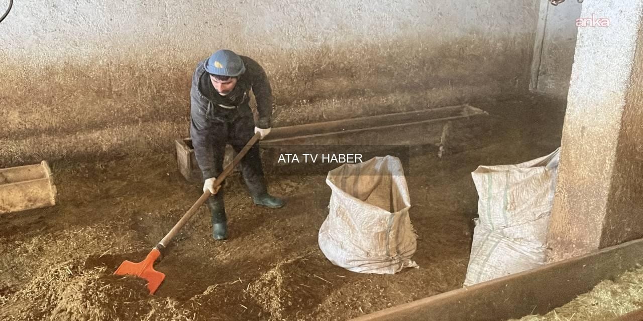 Atanamayınca Besicilik Yapan Öğretmen: ‘Her Gün Biraz Daha Zarar Ediyoruz’