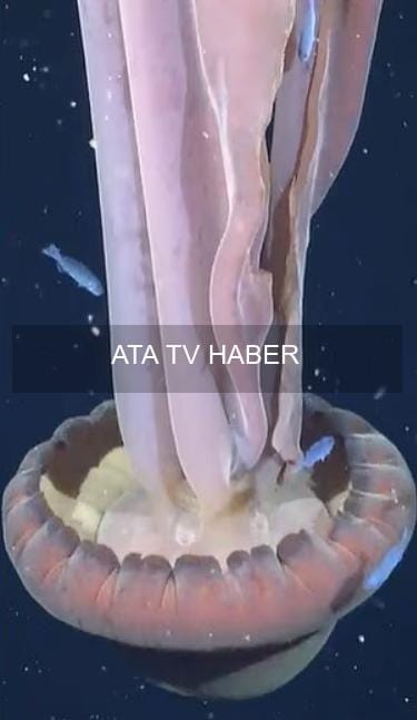 Derin Denizlerde Gizem: ROV ile Yakalanan Dev Hayalet Denizanası Gözlemi