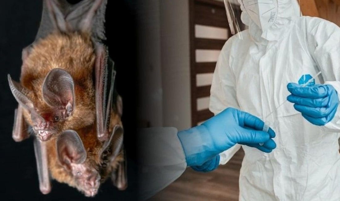 Batı Bengal’de Nipah virüsü şüphesiyle iki hemşirede pozitif vaka Hindistan’ın