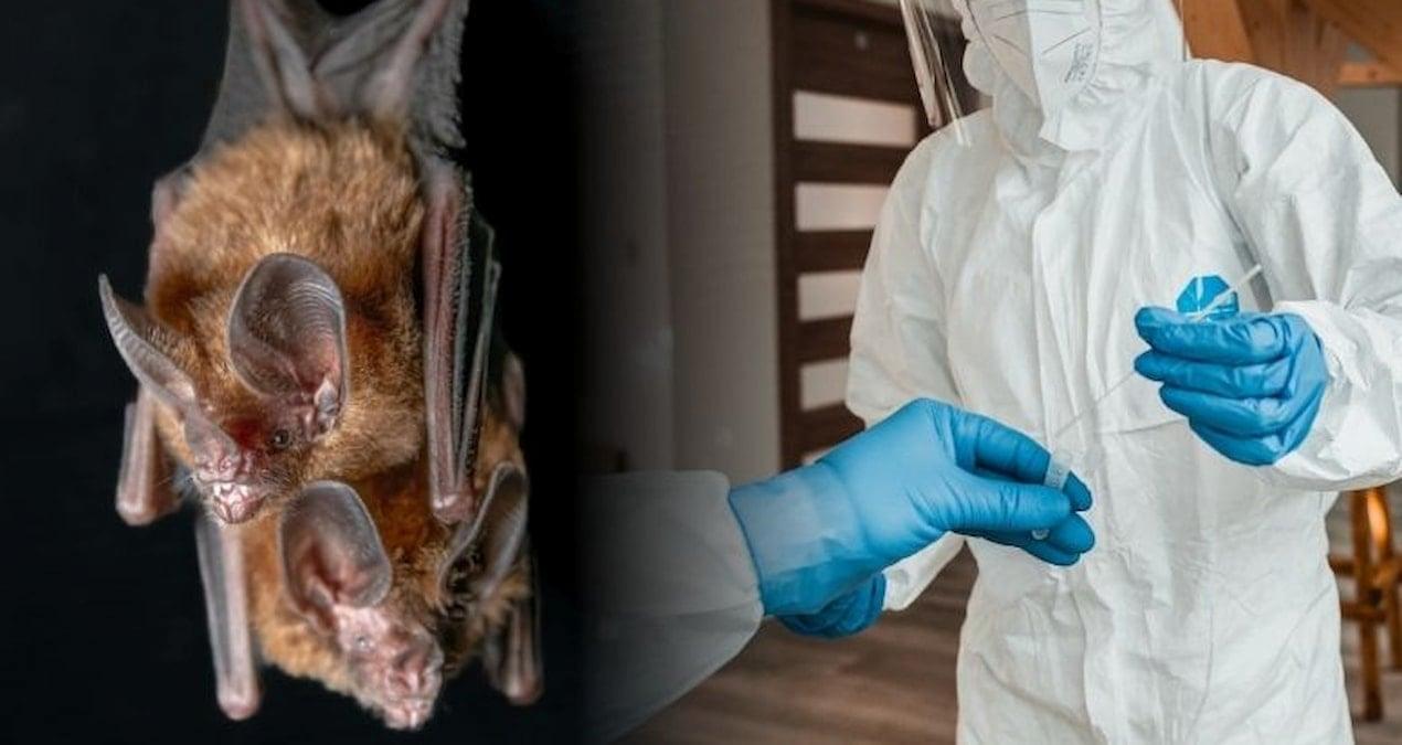 Batı Bengal’de Nipah virüsü şüphesiyle iki hemşirede pozitif vaka Hindistan’ın
