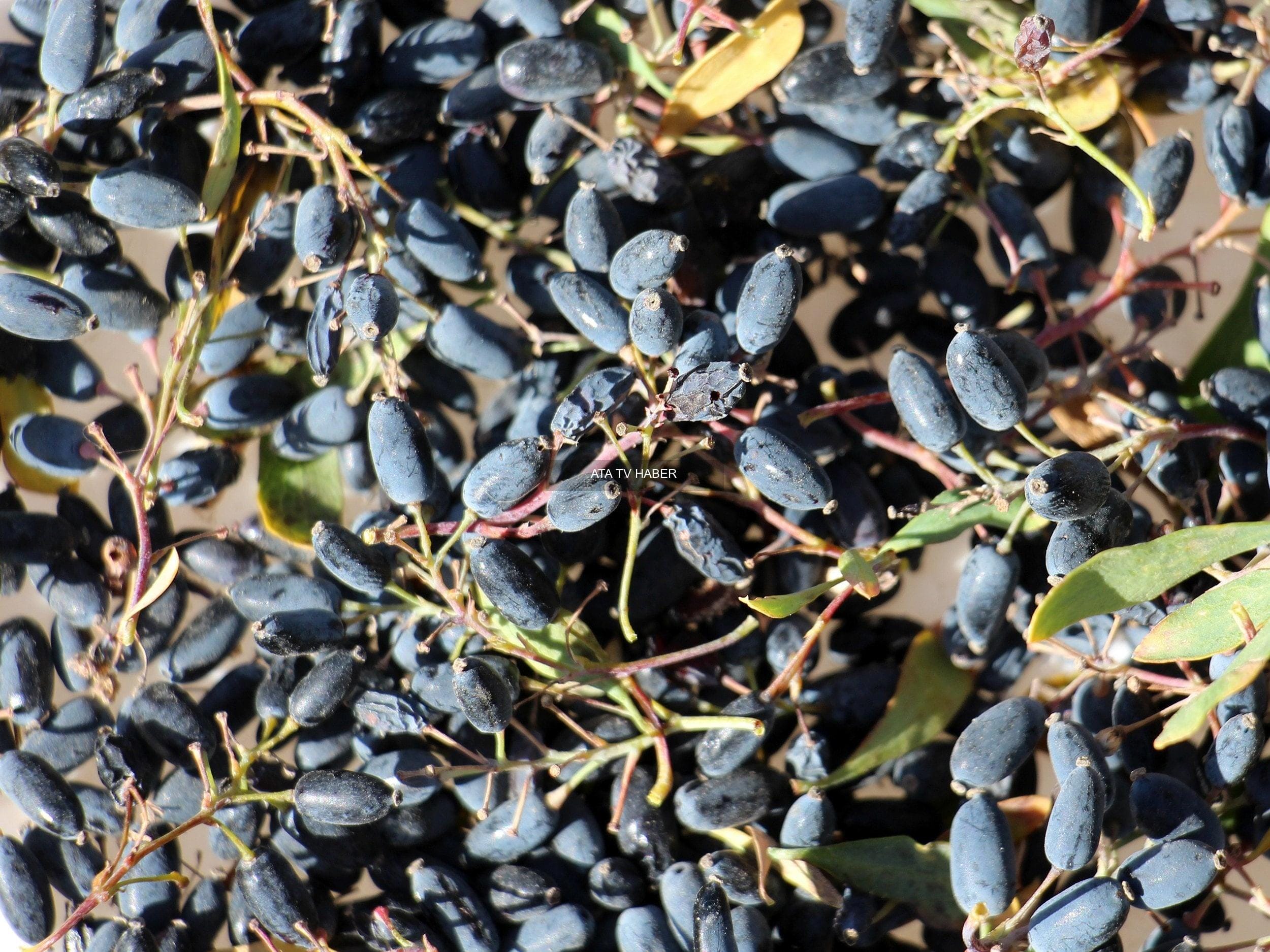 Karamuk: Türkiye'nin Gizli Şifa Kaynağı ve Rus Mutfağındaki Değeri