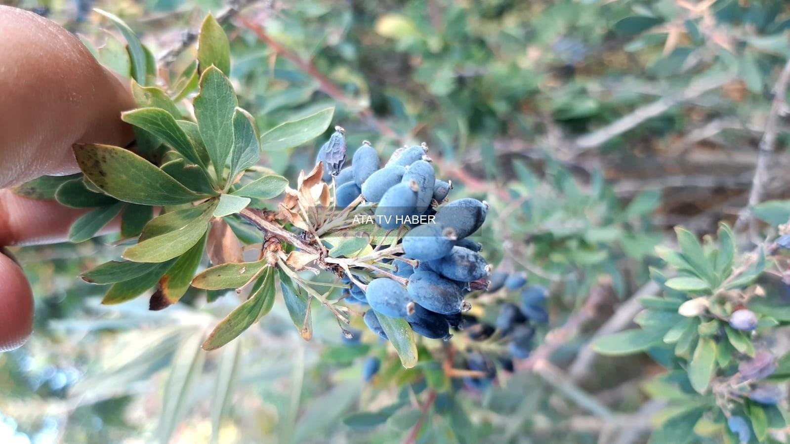 Karamuk: Türkiye'nin Gizli Şifa Kaynağı ve Rus Mutfağındaki Değeri