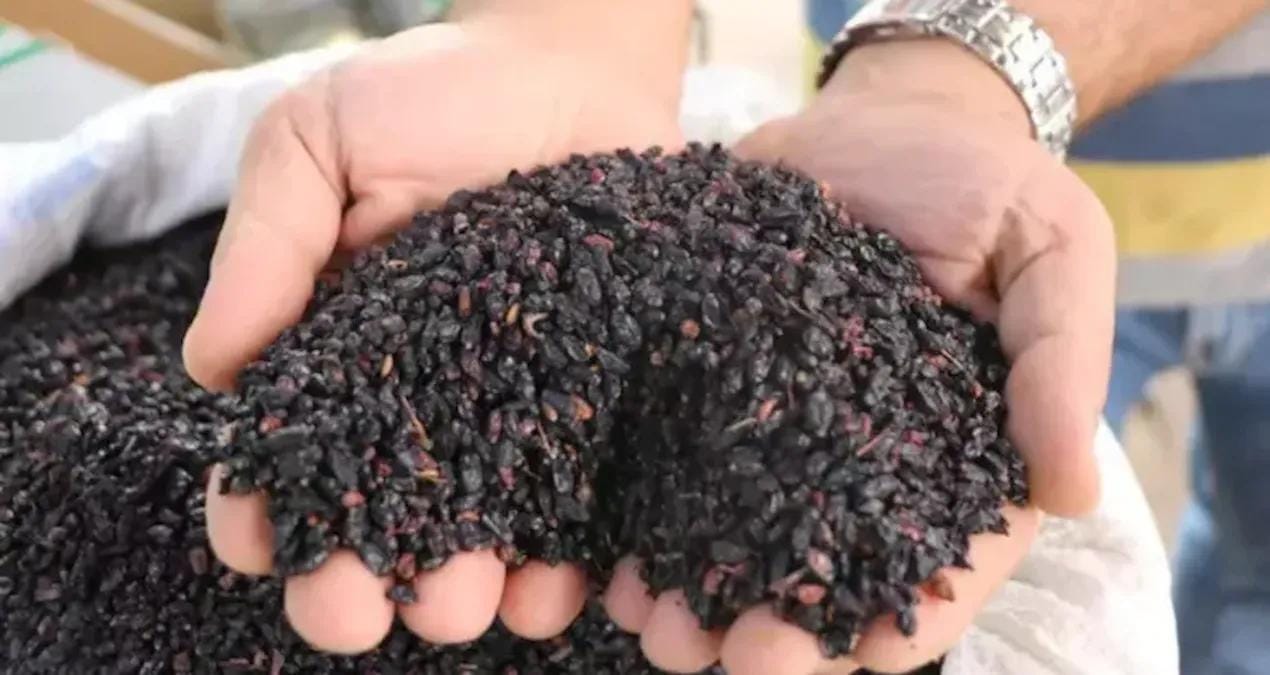 Karamuk: Türkiye’nin Gizli Şifa Kaynağı ve Rus Mutfağındaki Değeri Türkiye’nin