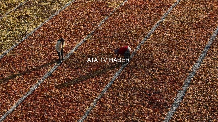 Kuru Üzümün Sağlığa Etkileri: Japonlardan Türkiye'ye Günlük Beslenmede Yerinin Önemi