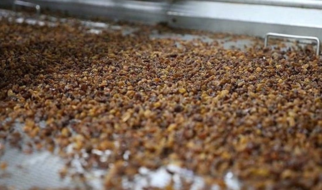 Kuru Üzümün Sağlığa Etkileri: Japonlardan Türkiye’ye Günlük Beslenmede Yerinin Önemi