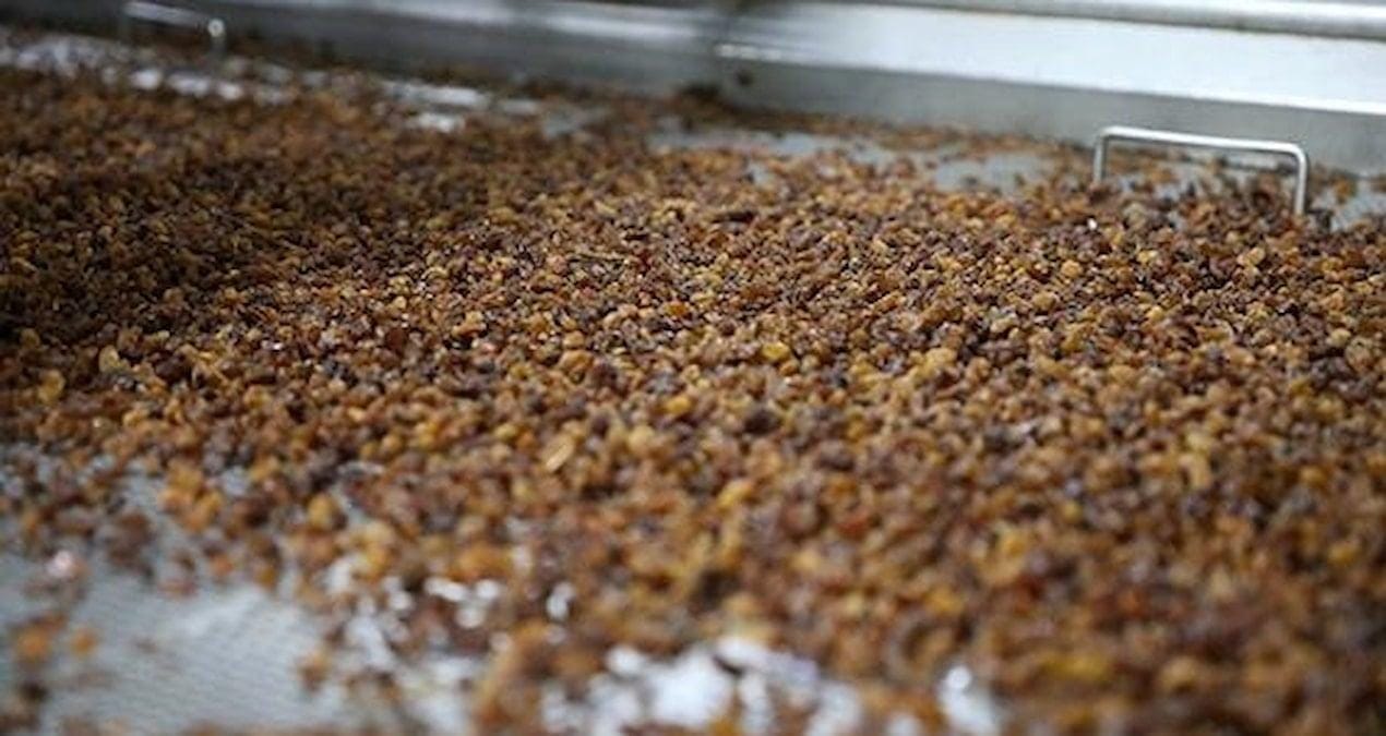 Kuru Üzümün Sağlığa Etkileri: Japonlardan Türkiye’ye Günlük Beslenmede Yerinin Önemi