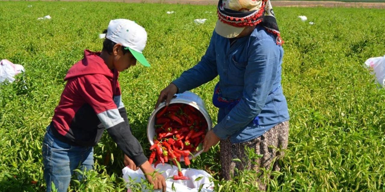 İslahiye’nin Tescilli Biberinden Yıllık 100 Bin Ton Sofralık Pul Biber