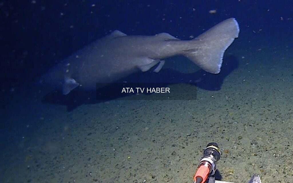 Antarktika'da 490 Metrede Görüntülenen 'Sleeper' Türü Köpekbalığı Bilim Dünyasını Salladı