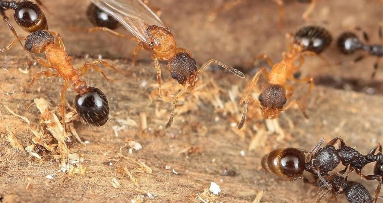 İşçisiz ve Erkeksiz: Temnothorax kinomurai’nin Benzersiz Parazitik Yaşam Öyküsü Karınca