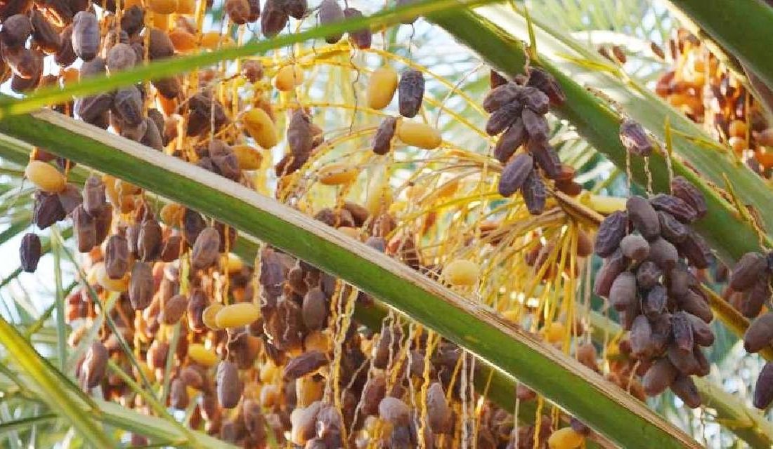 Ramazan Öncesi Hurma Talebi Artıyor: 26-27 Çeşitle Satışta, Fiyatlar Tür