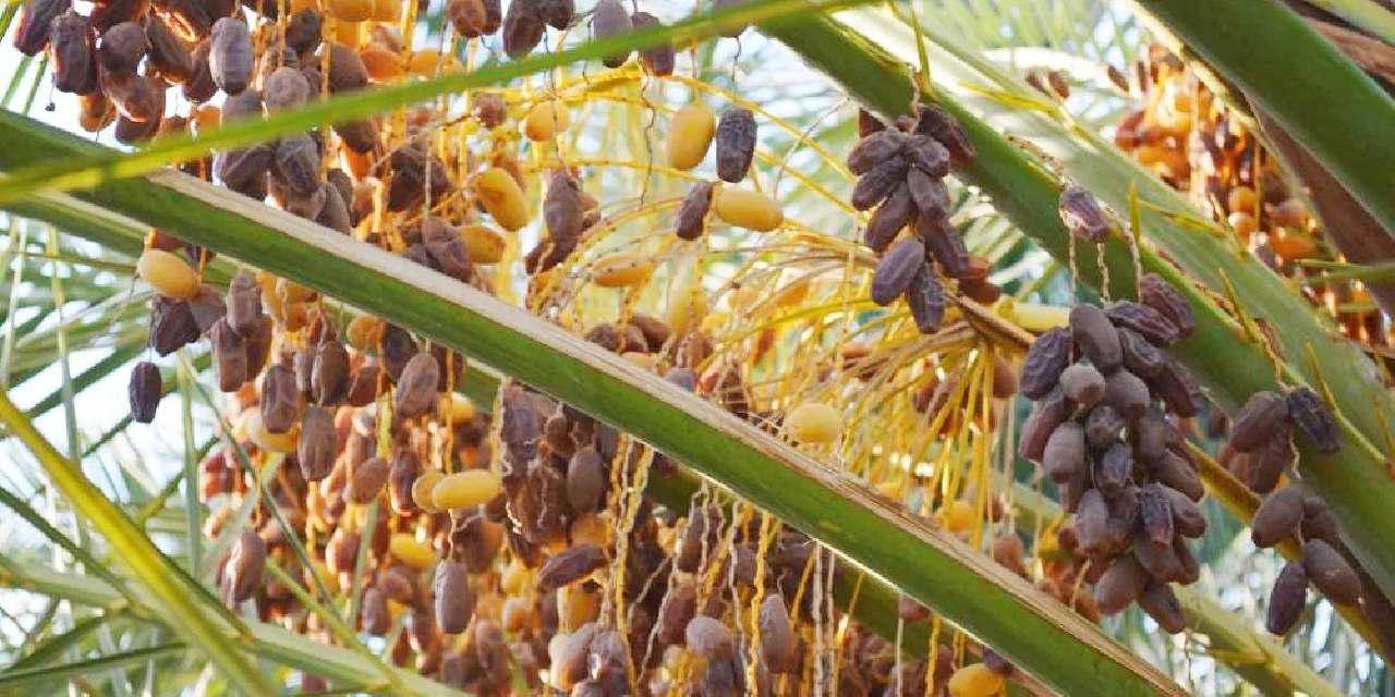 Ramazan Öncesi Hurma Talebi Artıyor: 26-27 Çeşitle Satışta, Fiyatlar Tür