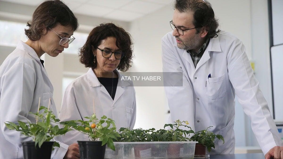 Ay ve Mars Regolit Simülantlarının Tarıma Elverişli Hale Getirilmesi İçin Ekstremofit Bitkiler Kullanıldı