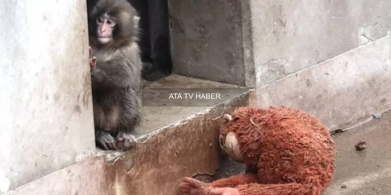 Punch Vakası: Viral Görüntülerin Ardındaki Ekonomik ve Sosyal Etkiler