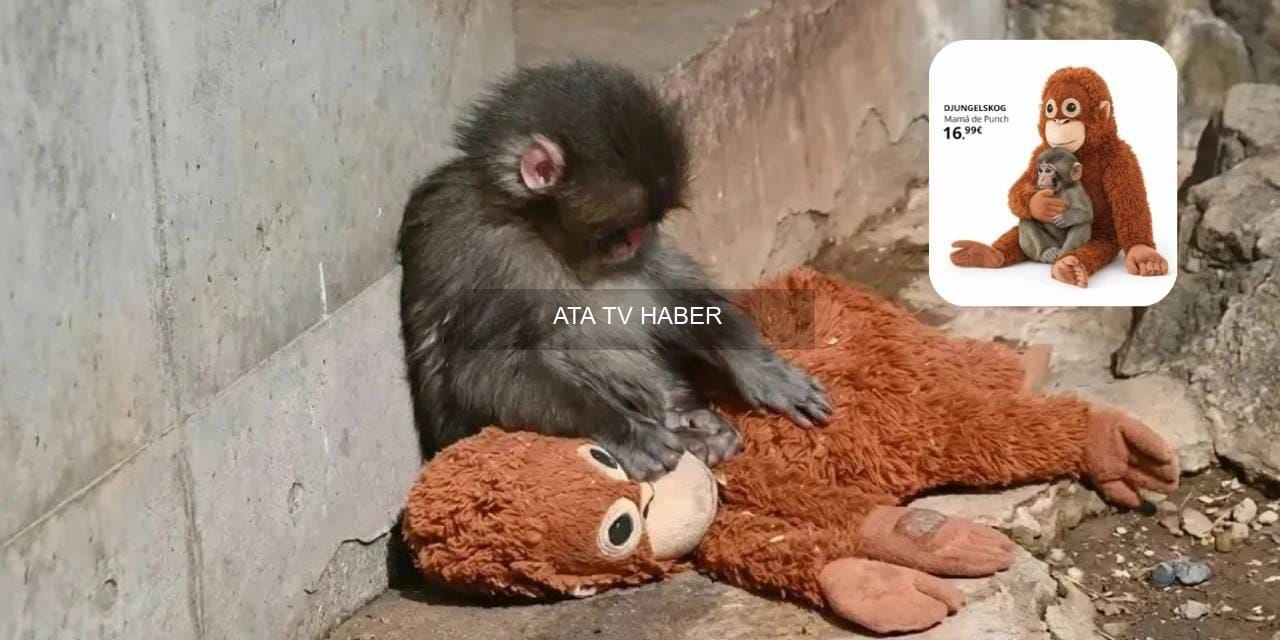 Neden Sahiplendirilmedi?
